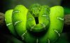 HD-Wallpaper-Beautiful-Green-Snake.jpg